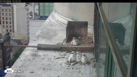 PA Peregrine Falcon Cam Live Webcam - May 20, 2026, 4:26pm EDT
