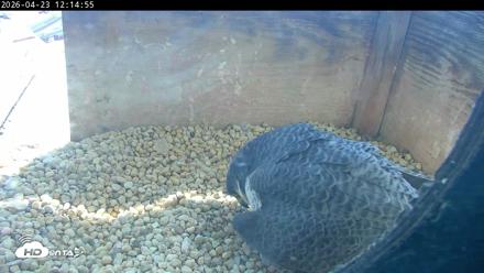PA Peregrine Falcon Cam Live Webcam - Apr 23, 2026, 12:06pm EDT