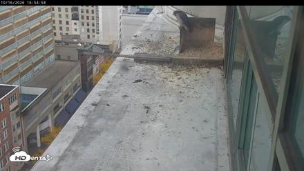 PA Peregrine Falcon Cam Live Webcam - Oct 16, 2026, 4:52pm EDT