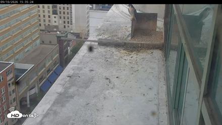 PA Peregrine Falcon Cam Live Webcam - Sep 10, 2026, 3:31pm EDT