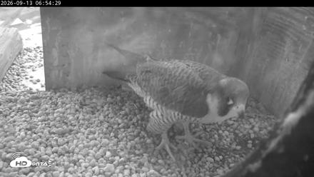 PA Peregrine Falcon Cam Live Webcam - Sep 13, 2026, 6:49am EDT