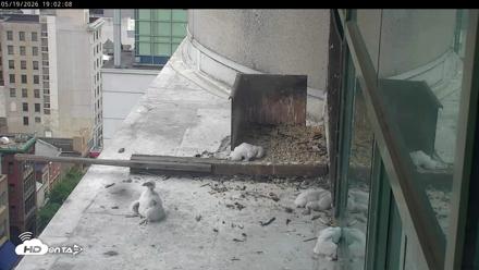 PA Peregrine Falcon Cam Live Webcam - May 19, 2026, 6:56pm EDT