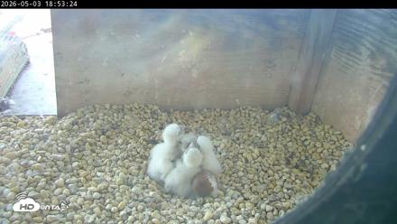 PA Peregrine Falcon Cam Live Webcam - May 3, 2026, 6:45pm EDT
