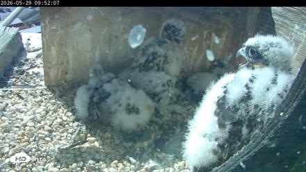 PA Peregrine Falcon Cam Live Webcam - May 29, 2026, 9:45am EDT