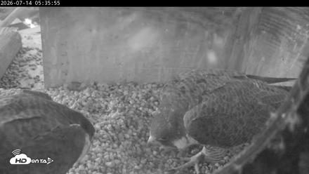 PA Peregrine Falcon Cam Live Webcam - Jul 14, 2026, 5:27am EDT