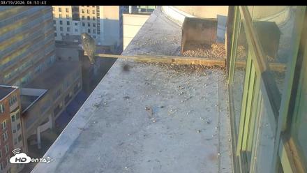 PA Peregrine Falcon Cam Live Webcam - Aug 19, 2026, 6:48am EDT