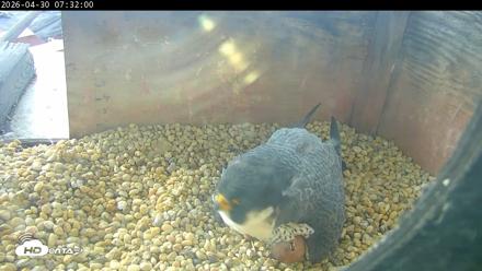 PA Peregrine Falcon Cam Live Webcam - Apr 30, 2026, 7:24am EDT