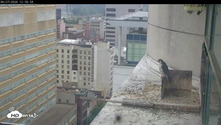 PA Peregrine Falcon Cam Live Webcam - Jun 27, 2026, 12:26pm EDT