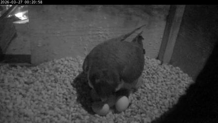 PA Peregrine Falcon Cam Live Webcam - Mar 27, 2026, 12:13am EDT