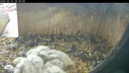 PA Peregrine Falcon Cam Live Webcam - May 12, 2026, 7:23pm EDT
