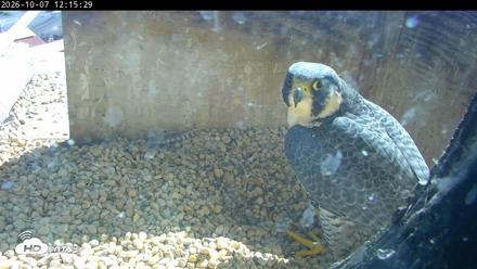 PA Peregrine Falcon Cam Live Webcam - Oct 7, 2026, 12:11pm EDT