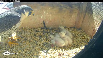 PA Peregrine Falcon Cam Live Webcam - May 7, 2026, 10:35am EDT