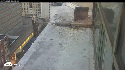 PA Peregrine Falcon Cam Live Webcam - Sep 19, 2026, 6:42am EDT