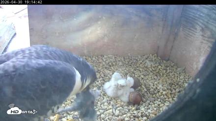 PA Peregrine Falcon Cam Live Webcam - Apr 30, 2026, 7:06pm EDT