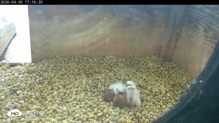 PA Peregrine Falcon Cam Live Webcam - Apr 30, 2026, 5:10pm EDT