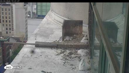PA Peregrine Falcon Cam Live Webcam - May 20, 2026, 3:15pm EDT
