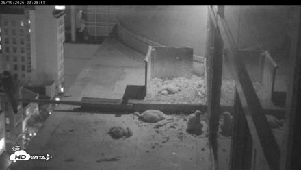 PA Peregrine Falcon Cam Live Webcam - May 19, 2026, 11:22pm EDT