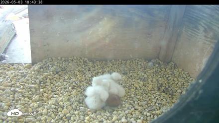 PA Peregrine Falcon Cam Live Webcam - May 3, 2026, 6:36pm EDT