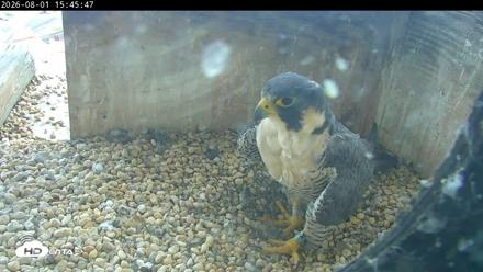 PA Peregrine Falcon Cam Live Webcam - Aug 1, 2026, 3:38pm EDT