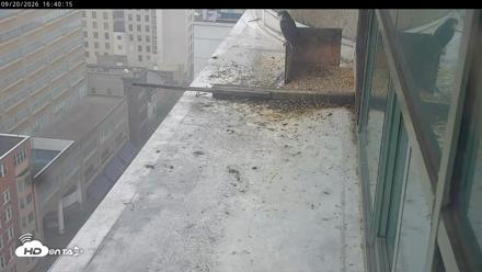 PA Peregrine Falcon Cam Live Webcam - Sep 20, 2026, 4:37pm EDT