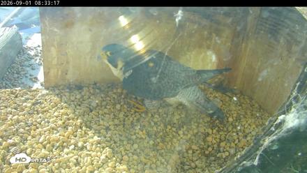 PA Peregrine Falcon Cam Live Webcam - Sep 1, 2026, 8:27am EDT