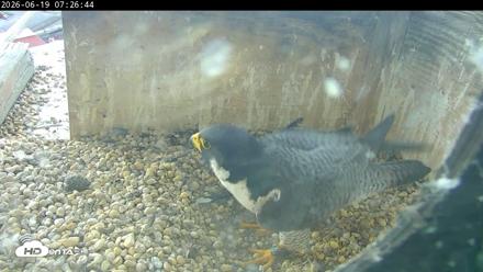 PA Peregrine Falcon Cam Live Webcam - Jun 19, 2026, 7:21am EDT