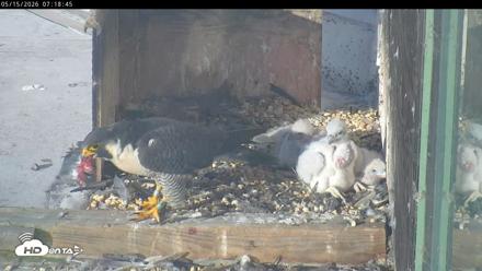 PA Peregrine Falcon Cam Live Webcam - May 15, 2026, 7:12am EDT