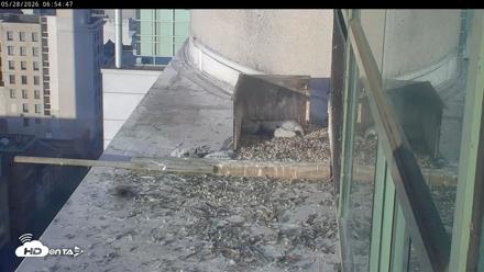 PA Peregrine Falcon Cam Live Webcam - May 28, 2026, 6:49am EDT