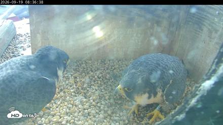 PA Peregrine Falcon Cam Live Webcam - Sep 19, 2026, 8:32am EDT
