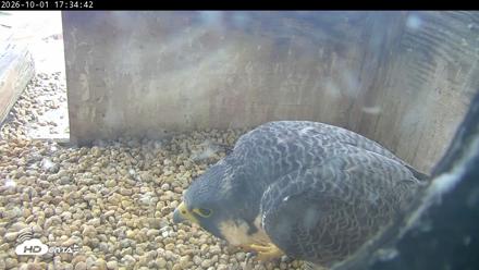 PA Peregrine Falcon Cam Live Webcam - Oct 1, 2026, 5:30pm EDT