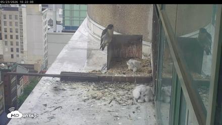 PA Peregrine Falcon Cam Live Webcam - May 23, 2026, 10:15am EDT