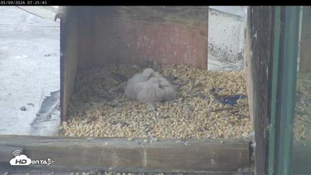 PA Peregrine Falcon Cam Live Webcam - May 9, 2026, 7:18am EDT