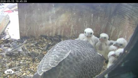PA Peregrine Falcon Cam Live Webcam - May 15, 2026, 7:37pm EDT