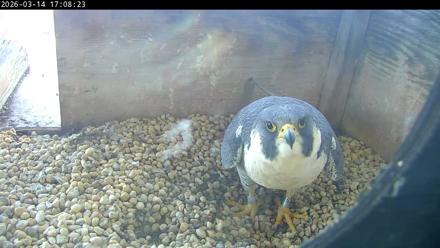 PA Peregrine Falcon Cam Live Webcam - Mar 14, 2026, 5:01pm EDT