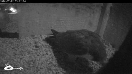 PA Peregrine Falcon Cam Live Webcam - Jul 22, 2026, 5:04am EDT