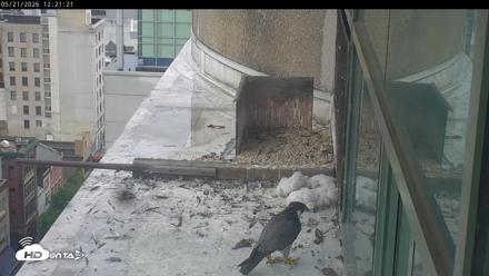 PA Peregrine Falcon Cam Live Webcam - May 21, 2026, 12:14pm EDT