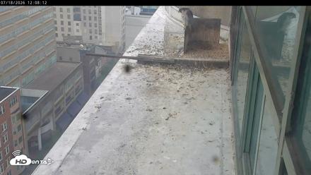 PA Peregrine Falcon Cam Live Webcam - Jul 18, 2026, 12:02pm EDT