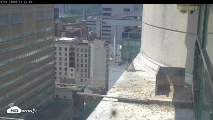 PA Peregrine Falcon Cam Live Webcam - Jul 1, 2026, 11:16am EDT