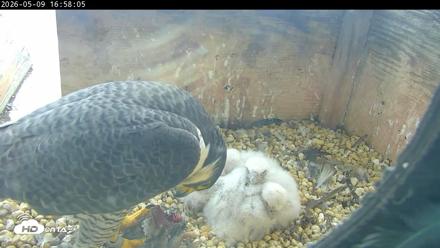 PA Peregrine Falcon Cam Live Webcam - May 9, 2026, 4:53pm EDT