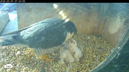 PA Peregrine Falcon Cam Live Webcam - May 5, 2026, 7:14am EDT