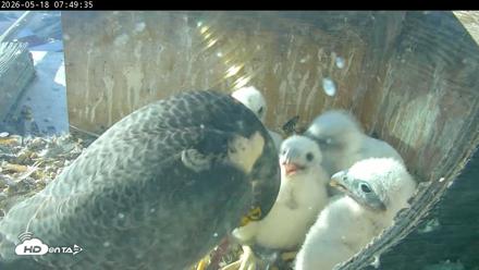 PA Peregrine Falcon Cam Live Webcam - May 18, 2026, 7:42am EDT