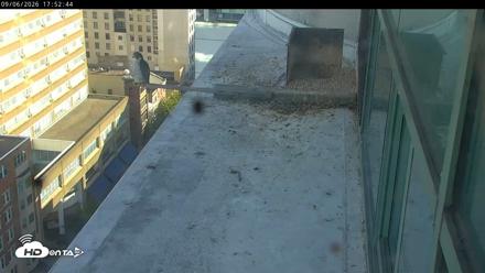 PA Peregrine Falcon Cam Live Webcam - Sep 6, 2026, 5:48pm EDT