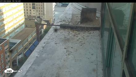 PA Peregrine Falcon Cam Live Webcam - Jul 28, 2026, 7:08pm EDT