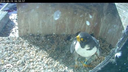 PA Peregrine Falcon Cam Live Webcam - Jun 16, 2026, 8:53am EDT