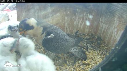 PA Peregrine Falcon Cam Live Webcam - May 21, 2026, 4:36pm EDT