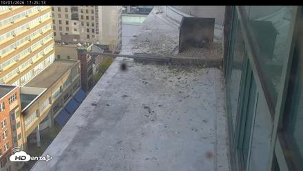 PA Peregrine Falcon Cam Live Webcam - Oct 1, 2026, 5:22pm EDT