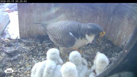 PA Peregrine Falcon Cam Live Webcam - May 15, 2026, 6:18am EDT