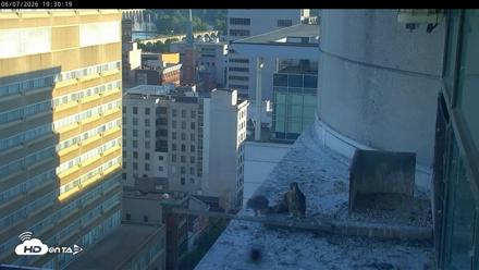 PA Peregrine Falcon Cam Live Webcam - Jun 7, 2026, 7:24pm EDT