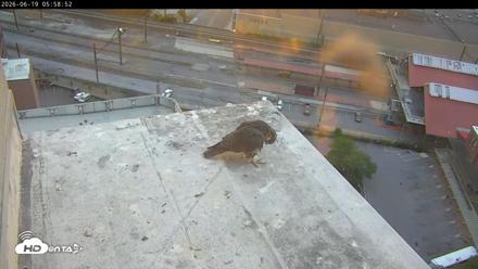 PA Peregrine Falcon Cam Live Webcam - Jun 19, 2026, 5:49am EDT