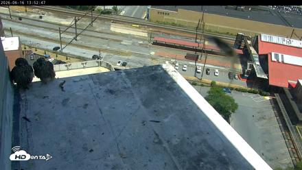 PA Peregrine Falcon Cam Live Webcam - Jun 16, 2026, 1:43pm EDT